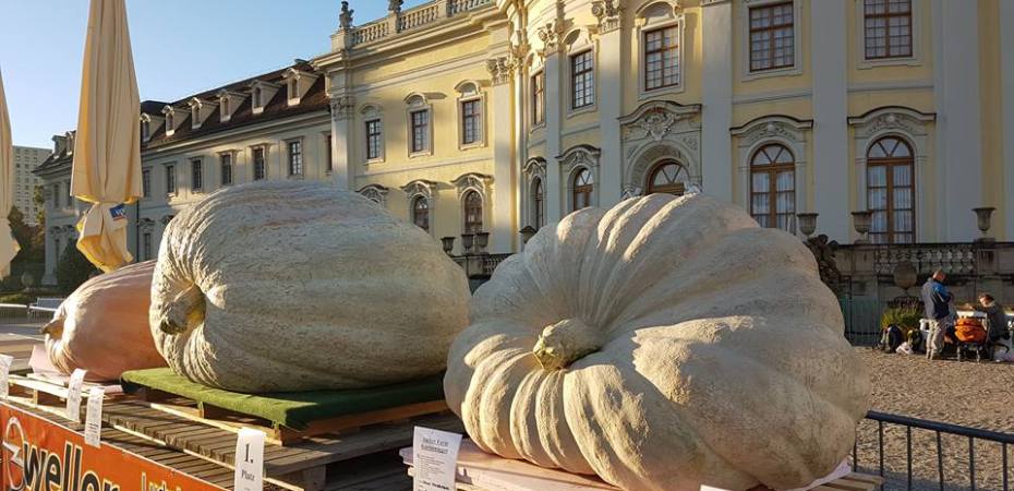 Festival de abóboras gigantes em Ludwigsburg na Alemanha 2016